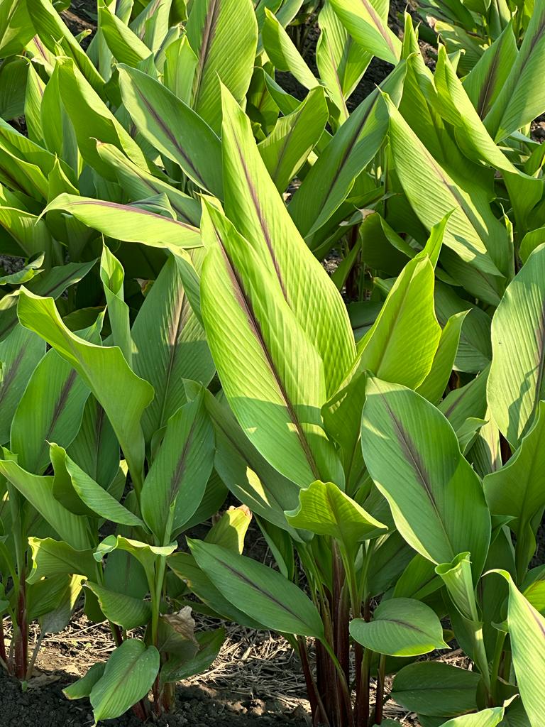 Black Turmeric