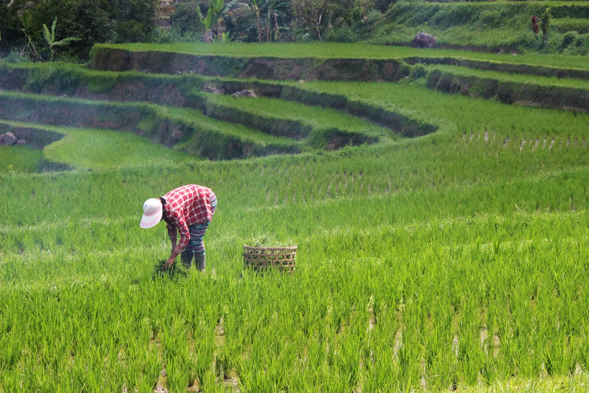 which-country-has-the-best-basmati-rice-production